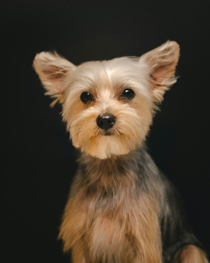 black-and-tan-yorkshire-terrier-puppy-zwsthbppfm