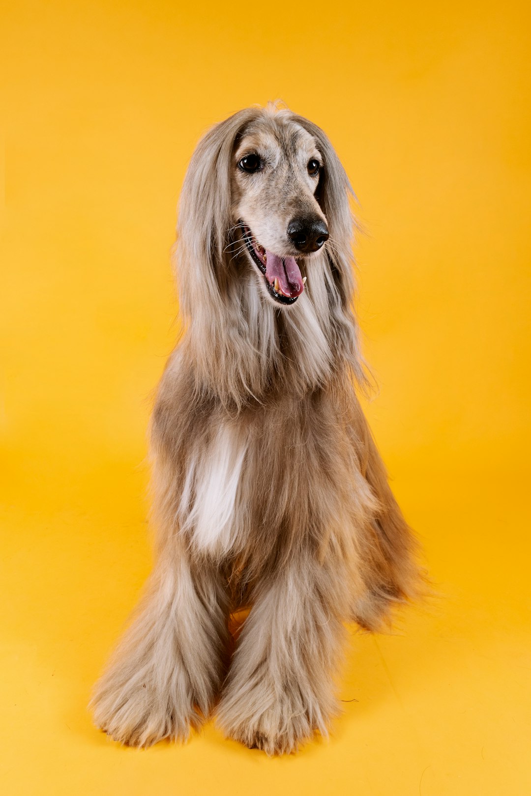 Dog Afgano