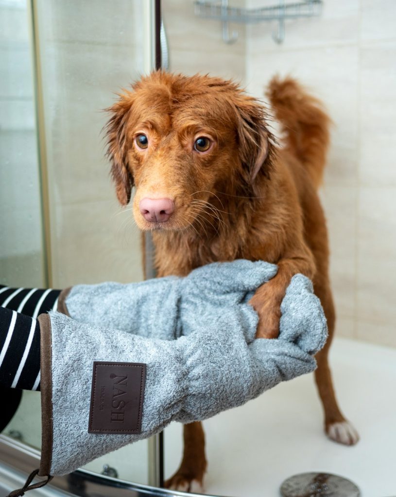 brown-long-coated-dog-on-blue-towel-ikv10lhzuas Drying a wet dog